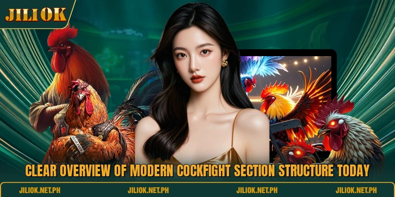 Clear overview of modern cockfight section structure today